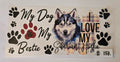 Siberische Husky #157