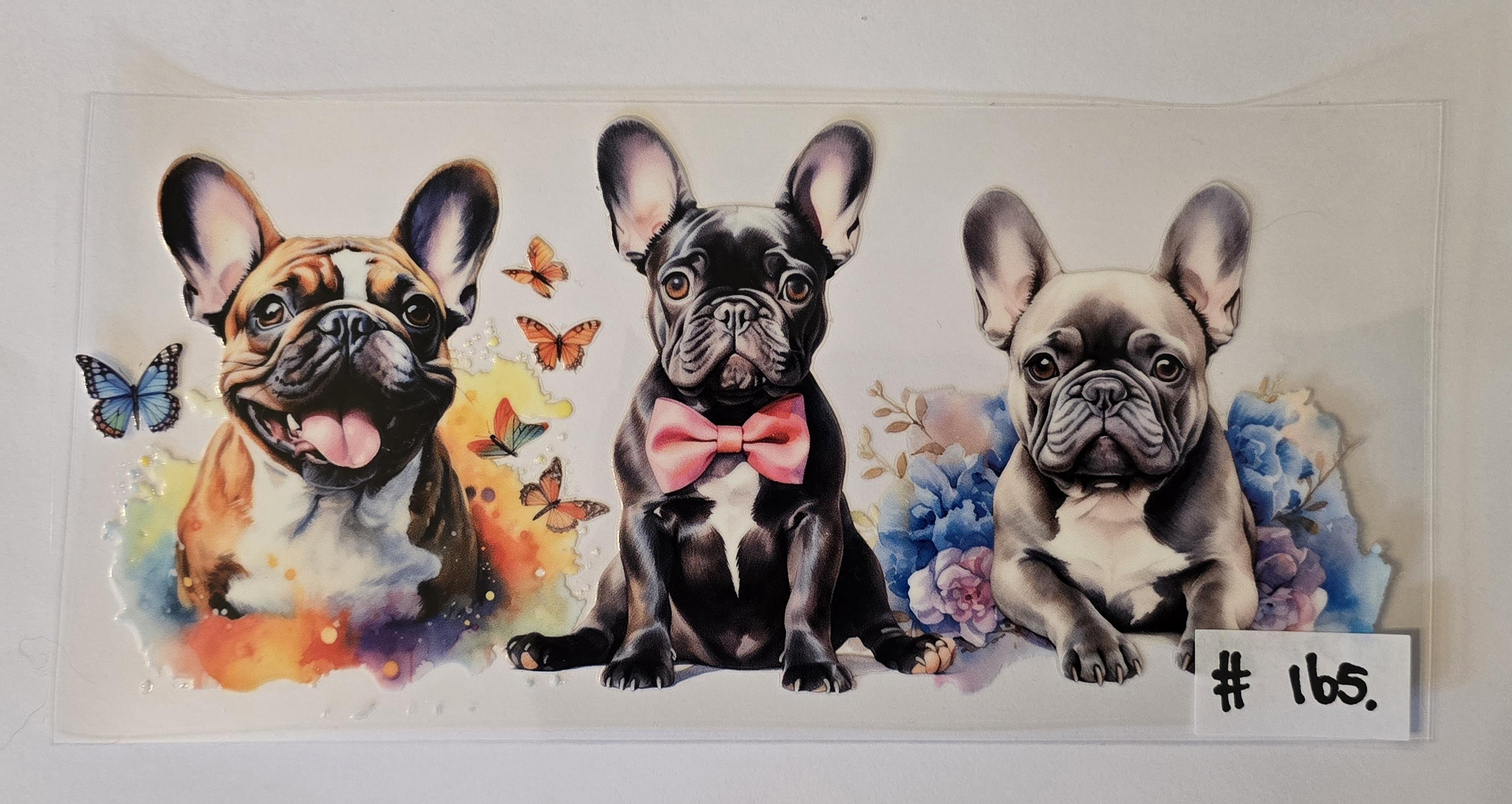 3 Franse Bulldogs #165