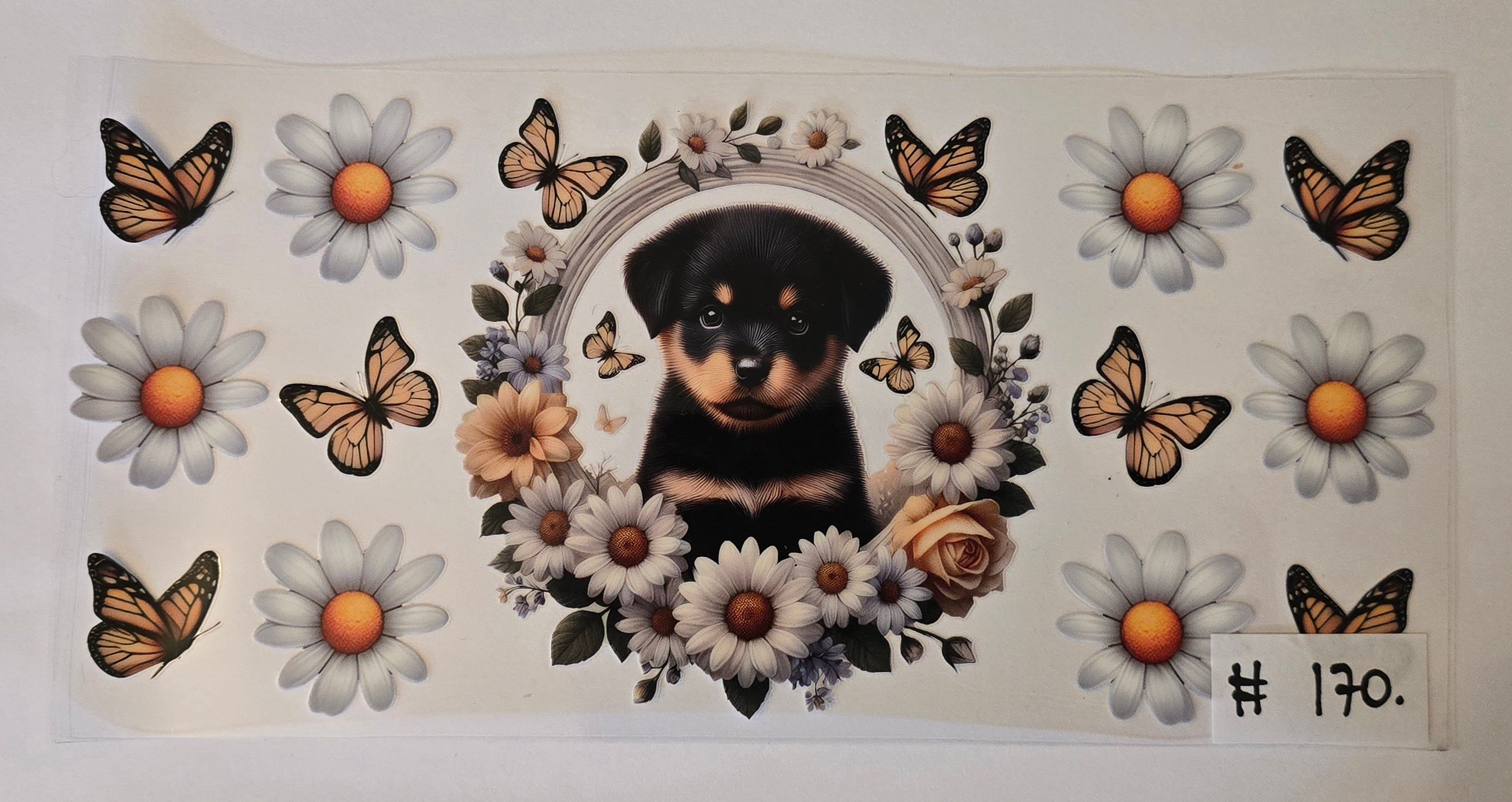 Rottweiler pup #170